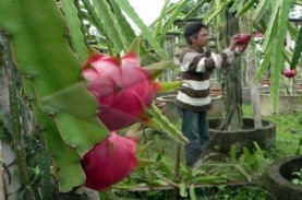 Pariwisata & Pertanian Batu Diminati Investor